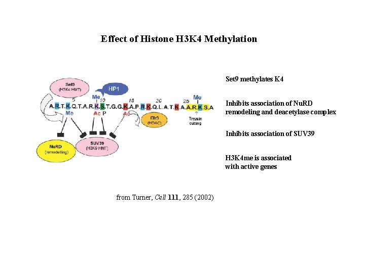 Effect of Histone H 3 K 4 Methylation Set 9 methylates K 4 Inhibits