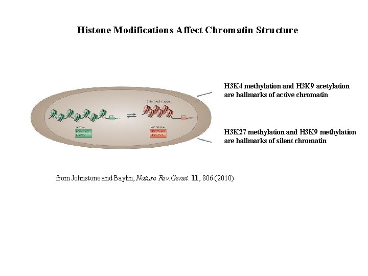 Histone Modifications Affect Chromatin Structure H 3 K 4 methylation and H 3 K