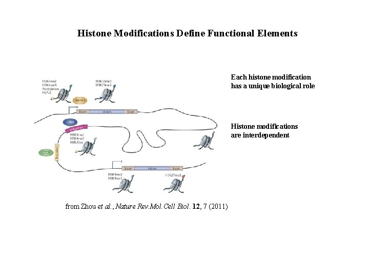 Histone Modifications Define Functional Elements Each histone modification has a unique biological role Histone