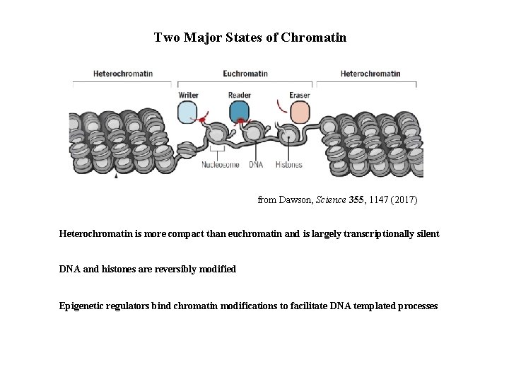 Two Major States of Chromatin from Dawson, Science 355, 1147 (2017) Heterochromatin is more