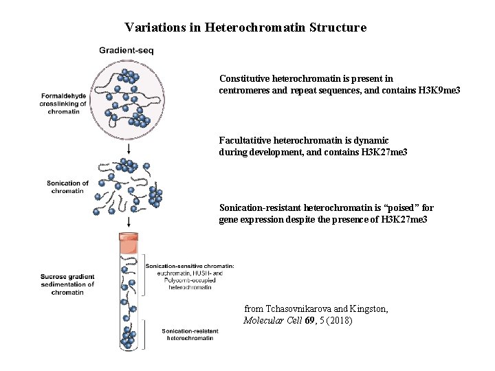 Variations in Heterochromatin Structure Constitutive heterochromatin is present in centromeres and repeat sequences, and
