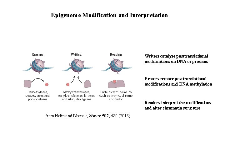 Epigenome Modification and Interpretation Writers catalyze posttranslational modifications on DNA or proteins Erasers remove