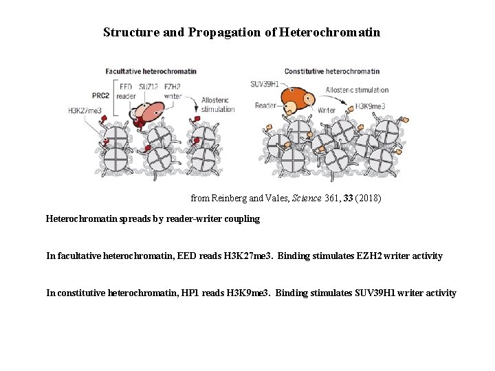 Structure and Propagation of Heterochromatin from Reinberg and Vales, Science 361, 33 (2018) Heterochromatin