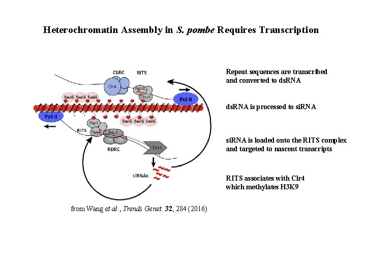 Heterochromatin Assembly in S. pombe Requires Transcription Repeat sequences are transcribed and converted to
