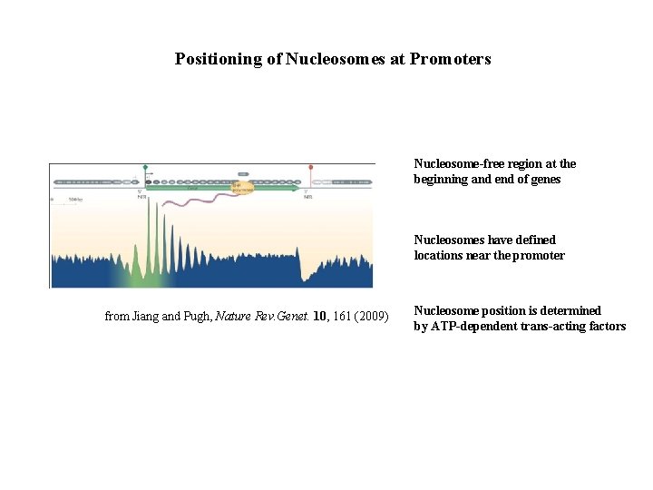 Positioning of Nucleosomes at Promoters Nucleosome-free region at the beginning and end of genes