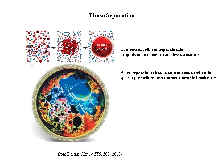 Phase Separation Contents of cells can separate into droplets to form membrane-less structures Phase