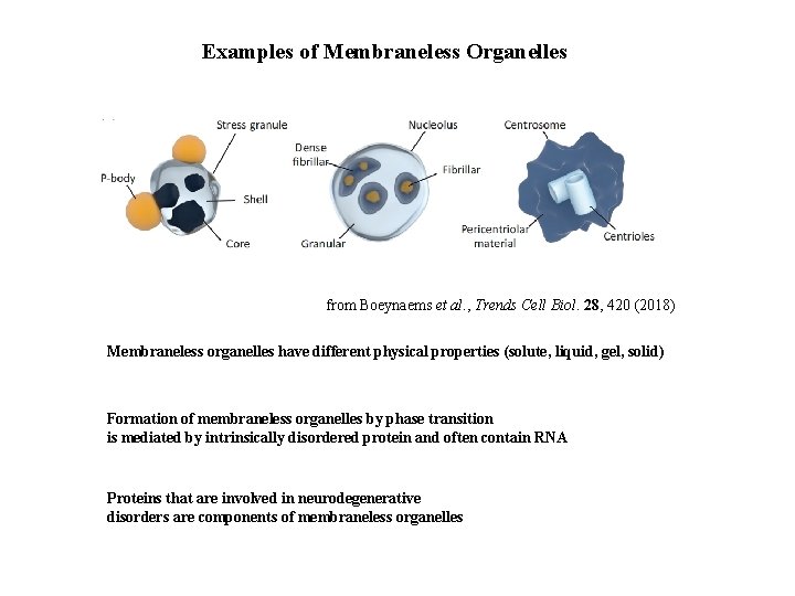 Examples of Membraneless Organelles from Boeynaems et al. , Trends Cell Biol. 28, 420