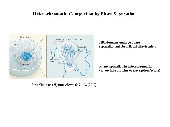Heterochromatin Compaction by Phase Separation HP 1 domains undergo phase separation and form liquid-like