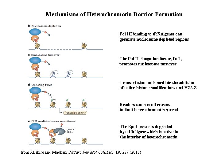 Mechanisms of Heterochromatin Barrier Formation Pol III binding to t. RNA genes can generate