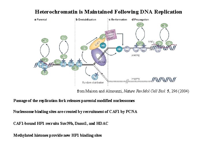 Heterochromatin is Maintained Following DNA Replication from Maison and Almounzi, Nature Rev. Mol. Cell