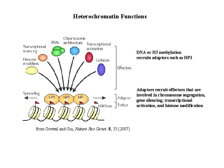 Heterochromatin Functions DNA or H 3 methylation recruits adaptors such as HP 1 Adaptors