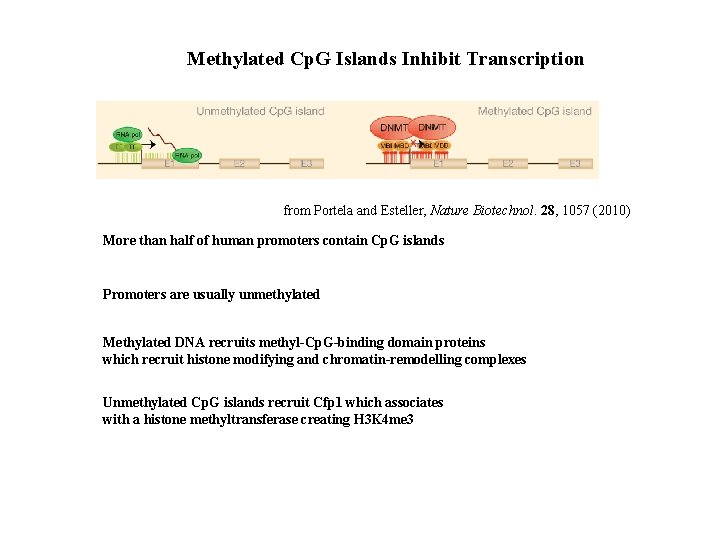 Methylated Cp. G Islands Inhibit Transcription from Portela and Esteller, Nature Biotechnol. 28, 1057