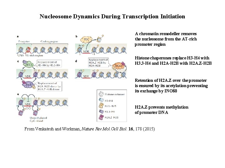 Nucleosome Dynamics During Transcription Initiation A chromatin remodeller removes the nucleosome from the AT-rich