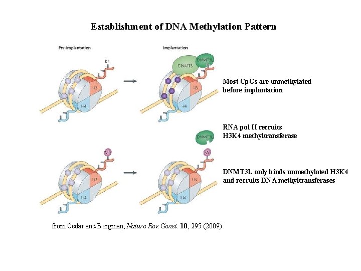 Establishment of DNA Methylation Pattern Most Cp. Gs are unmethylated before implantation RNA pol