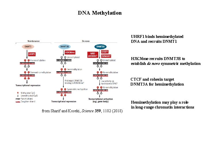 DNA Methylation UHRF 1 binds hemimethylated DNA and recruits DNMT 1 H 3 K
