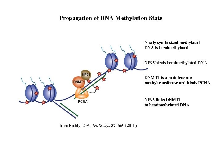 Propagation of DNA Methylation State Newly synthesized methylated DNA is hemimethylated NP 95 binds