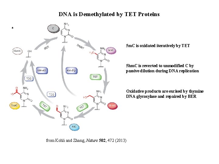 DNA is Demethylated by TET Proteins 5 m. C is oxidated iteratively by TET