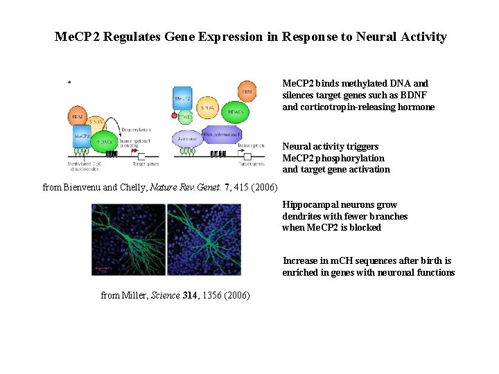 Me. CP 2 Regulates Gene Expression in Response to Neural Activity Me. CP 2