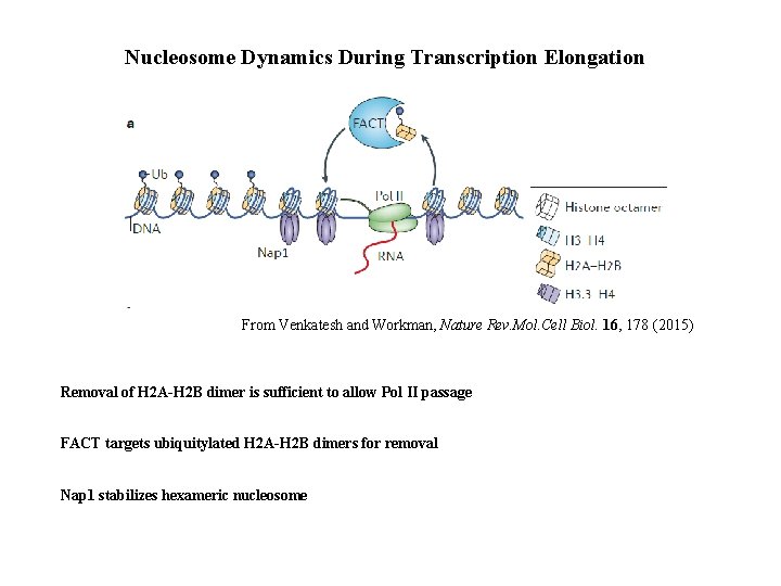 Nucleosome Dynamics During Transcription Elongation From Venkatesh and Workman, Nature Rev. Mol. Cell Biol.