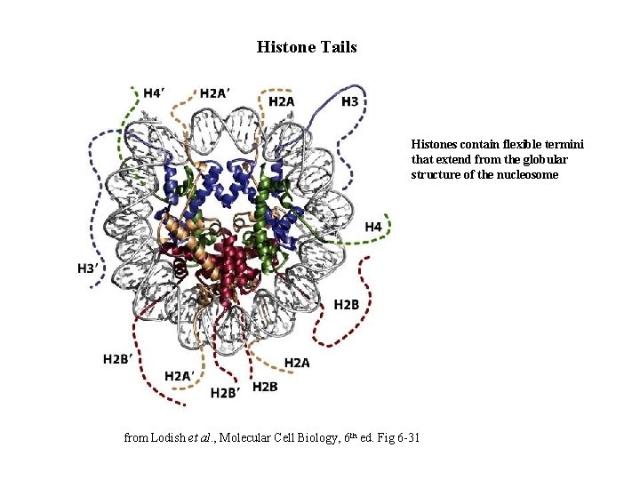 Histone Tails Histones contain flexible termini that extend from the globular structure of the