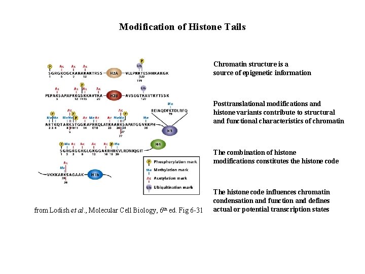 Modification of Histone Tails Chromatin structure is a source of epigenetic information Posttranslational modifications