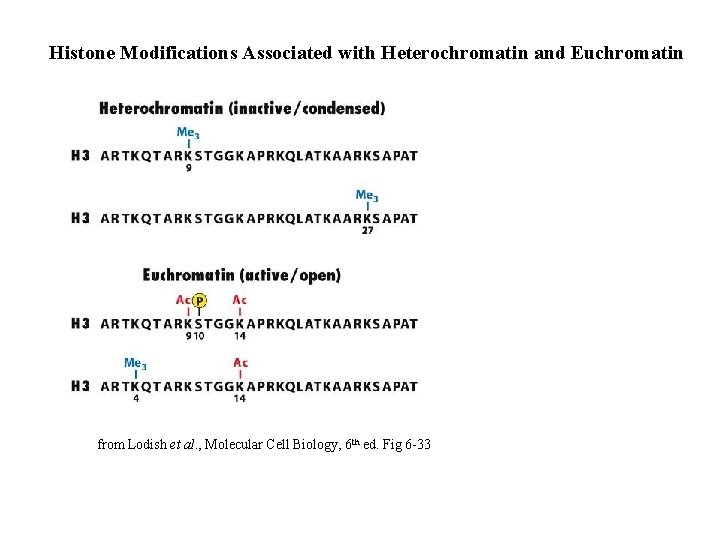 Histone Modifications Associated with Heterochromatin and Euchromatin from Lodish et al. , Molecular Cell