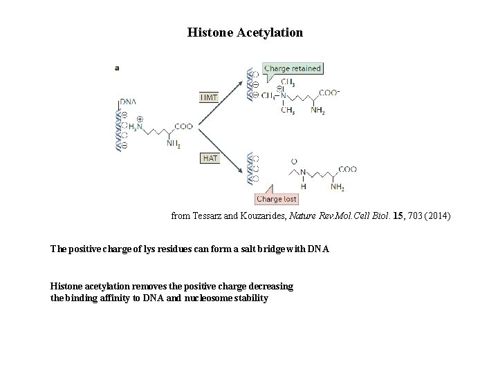 Histone Acetylation from Tessarz and Kouzarides, Nature Rev. Mol. Cell Biol. 15, 703 (2014)
