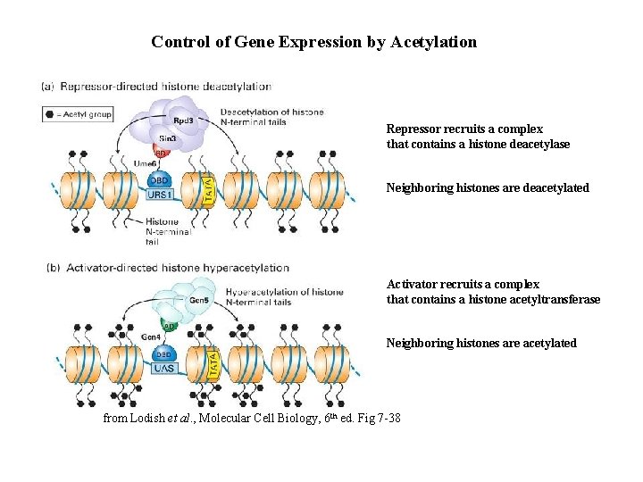 Control of Gene Expression by Acetylation Repressor recruits a complex that contains a histone
