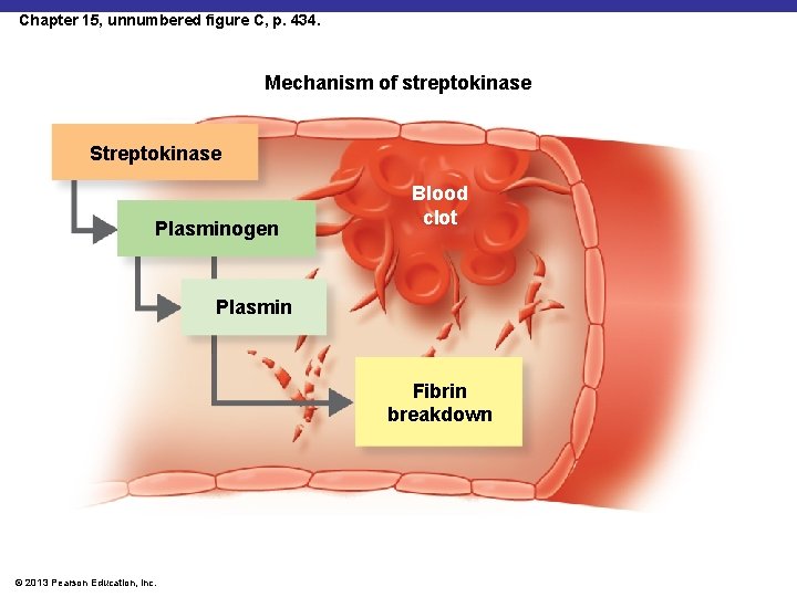 Chapter 15, unnumbered figure C, p. 434. Mechanism of streptokinase Streptokinase Plasminogen Blood clot