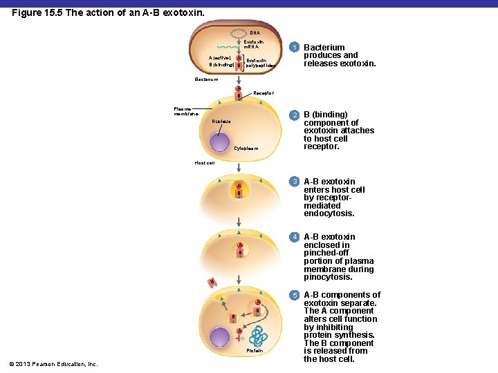 Figure 15. 5 The action of an A-B exotoxin. DNA Exotoxin m. RNA A