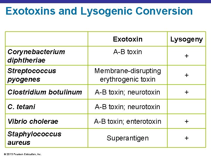 Exotoxins and Lysogenic Conversion Exotoxin Corynebacterium diphtheriae A-B toxin Lysogeny + Streptococcus pyogenes Membrane-disrupting