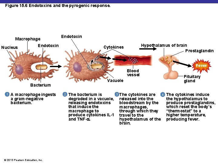 Figure 15. 6 Endotoxins and the pyrogenic response. Macrophage Nucleus Endotoxin Hypothalamus of brain