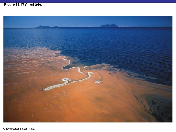 Figure 27. 13 A red tide. © 2013 Pearson Education, Inc. 