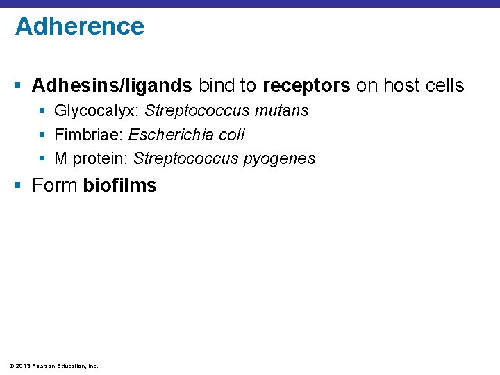 Adherence § Adhesins/ligands bind to receptors on host cells § Glycocalyx: Streptococcus mutans §