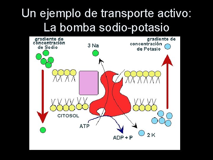 Un ejemplo de transporte activo: La bomba sodio-potasio 