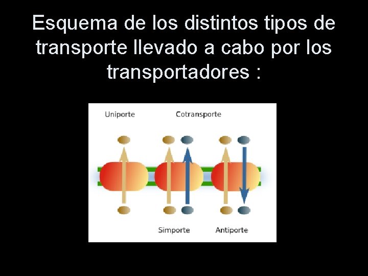 Esquema de los distintos tipos de transporte llevado a cabo por los transportadores :