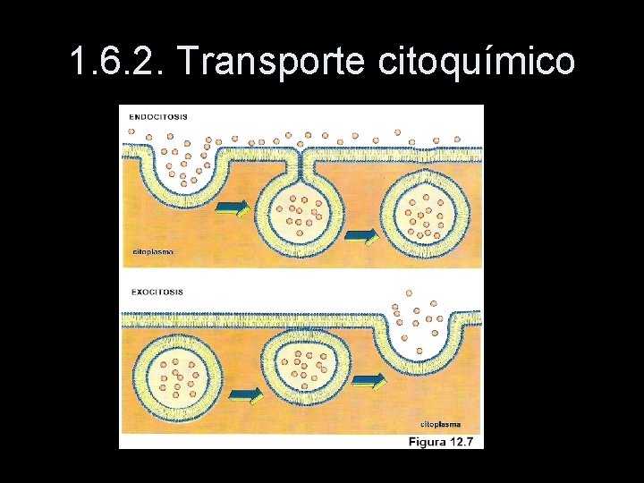 1. 6. 2. Transporte citoquímico 
