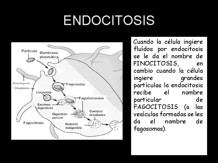 ENDOCITOSIS Cuando la célula ingiere fluídos por endocitosis se le da el nombre de