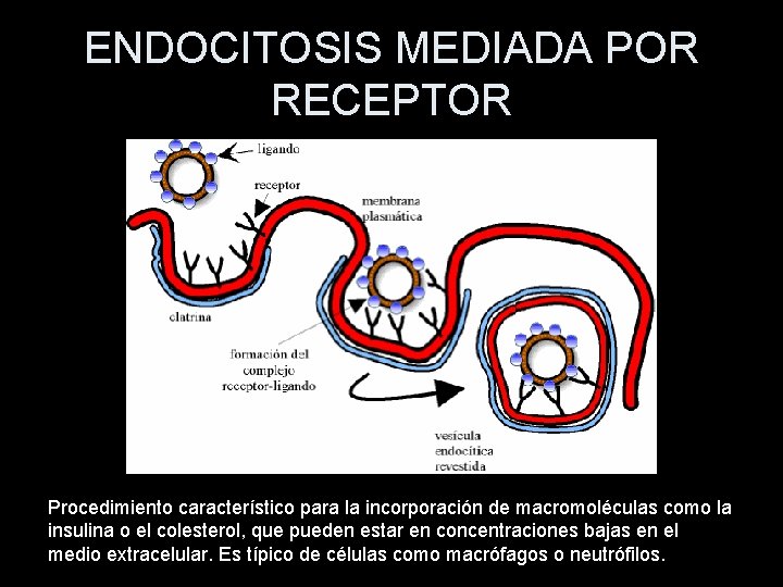 ENDOCITOSIS MEDIADA POR RECEPTOR Procedimiento característico para la incorporación de macromoléculas como la insulina