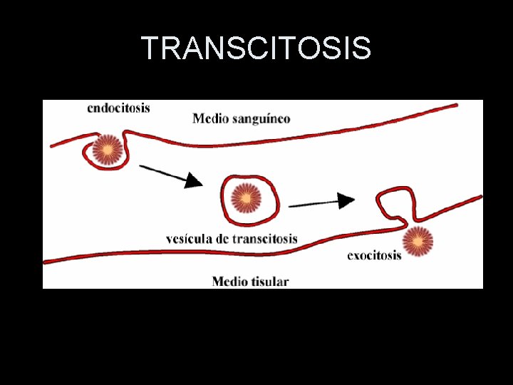 TRANSCITOSIS 