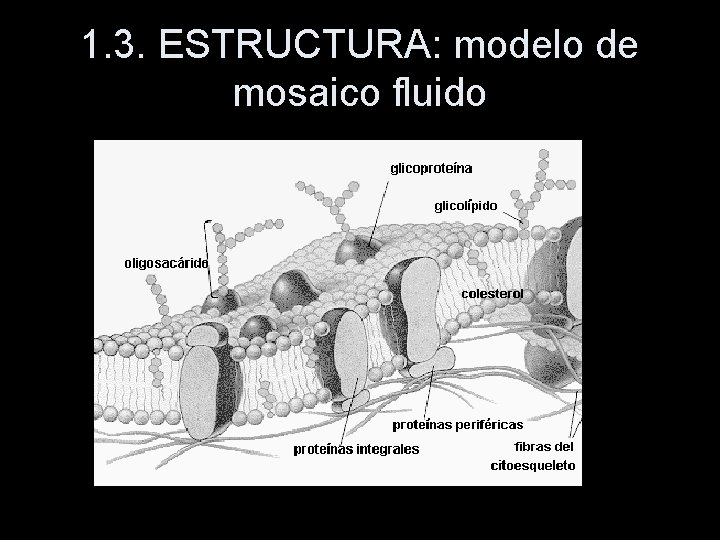 1. 3. ESTRUCTURA: modelo de mosaico fluido 