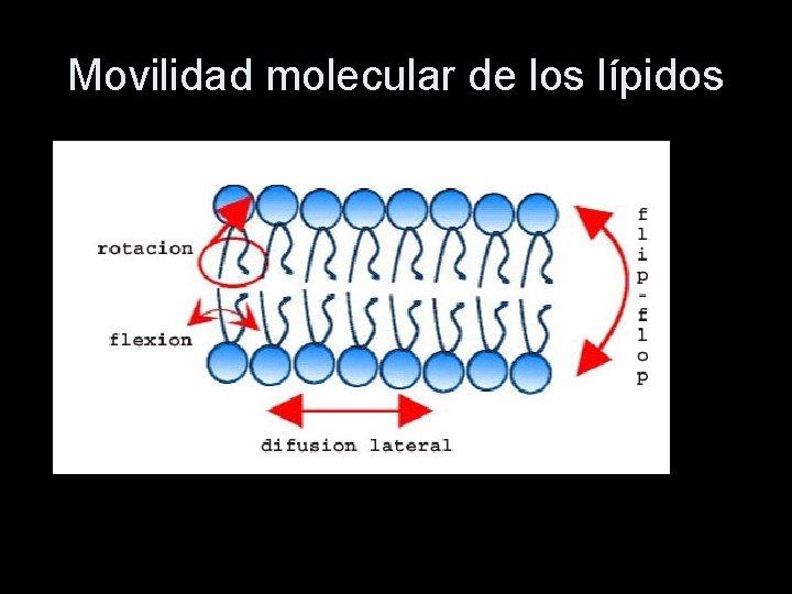 Movilidad molecular de los lípidos 