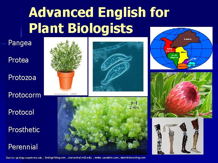 Advanced English for Plant Biologists Pangea Protozoa Protocorm Protocol Prosthetic Perennial Sources: geology. csupomona.