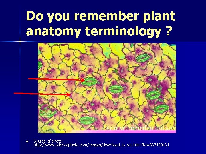 Do you remember plant anatomy terminology ? n Source of photo: http: //www. sciencephoto.