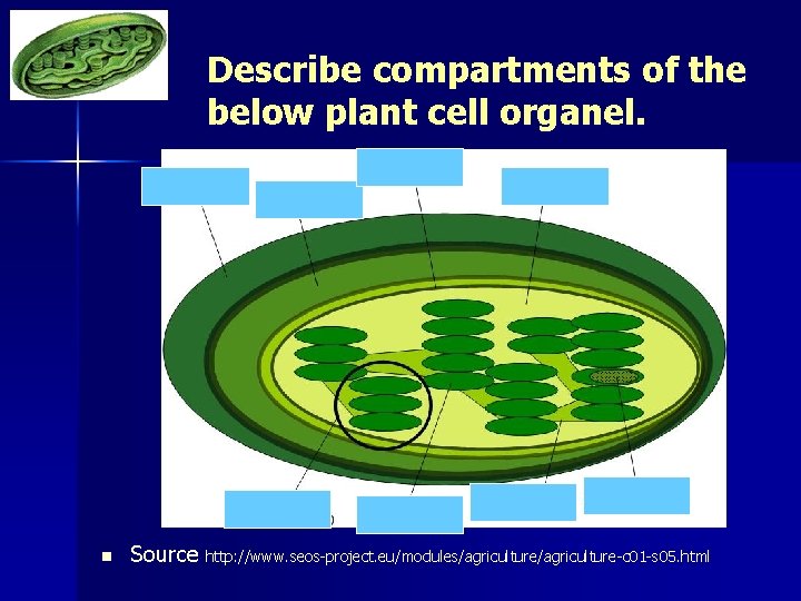 Describe compartments of the below plant cell organel. n Source http: //www. seos-project. eu/modules/agriculture-c