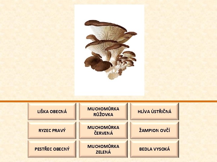 LIŠKA OBECNÁ MUCHOMŮRKA RŮŽOVKA HLÍVA ÚSTŘIČNÁ RYZEC PRAVÝ MUCHOMŮRKA ČERVENÁ ŽAMPION OVČÍ PESTŘEC OBECNÝ
