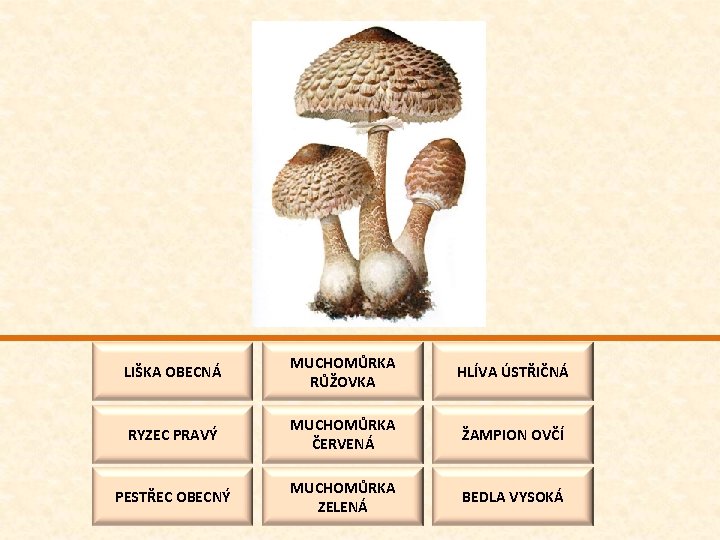 LIŠKA OBECNÁ MUCHOMŮRKA RŮŽOVKA HLÍVA ÚSTŘIČNÁ RYZEC PRAVÝ MUCHOMŮRKA ČERVENÁ ŽAMPION OVČÍ PESTŘEC OBECNÝ