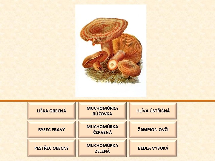 LIŠKA OBECNÁ MUCHOMŮRKA RŮŽOVKA HLÍVA ÚSTŘIČNÁ RYZEC PRAVÝ MUCHOMŮRKA ČERVENÁ ŽAMPION OVČÍ PESTŘEC OBECNÝ