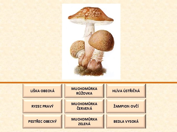 LIŠKA OBECNÁ MUCHOMŮRKA RŮŽOVKA HLÍVA ÚSTŘIČNÁ RYZEC PRAVÝ MUCHOMŮRKA ČERVENÁ ŽAMPION OVČÍ PESTŘEC OBECNÝ