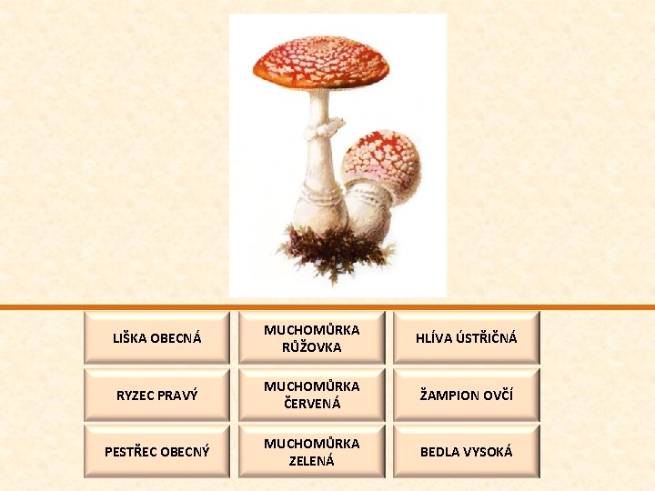 LIŠKA OBECNÁ MUCHOMŮRKA RŮŽOVKA HLÍVA ÚSTŘIČNÁ RYZEC PRAVÝ MUCHOMŮRKA ČERVENÁ ŽAMPION OVČÍ PESTŘEC OBECNÝ